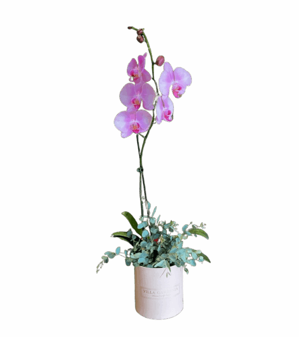 One Orchid