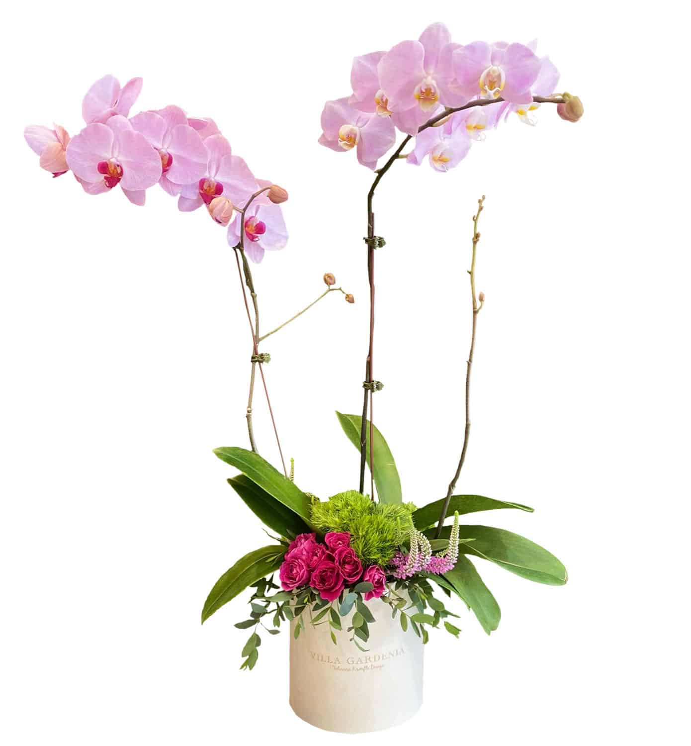 ADD_VG203_02_OrchidForYou_Transparente Orchid For You - Imagen 1