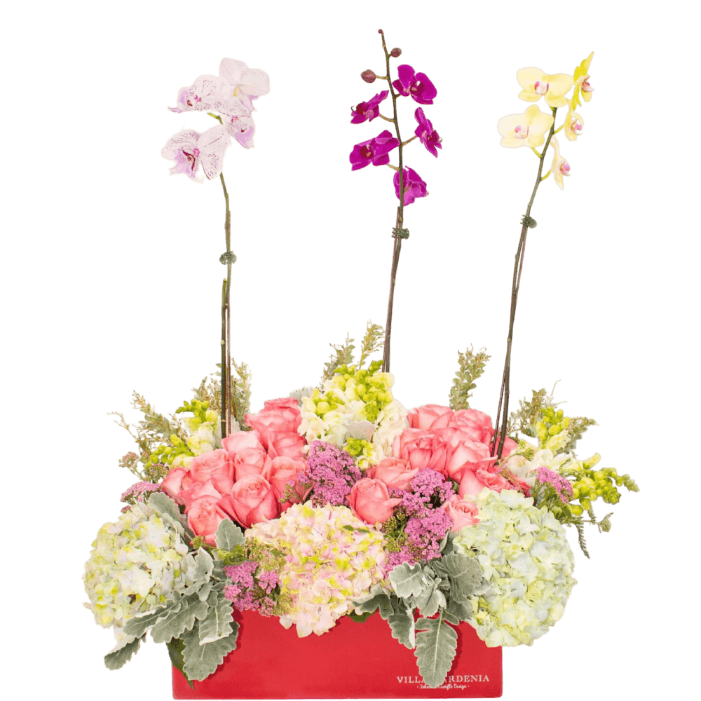 Orchids Magic