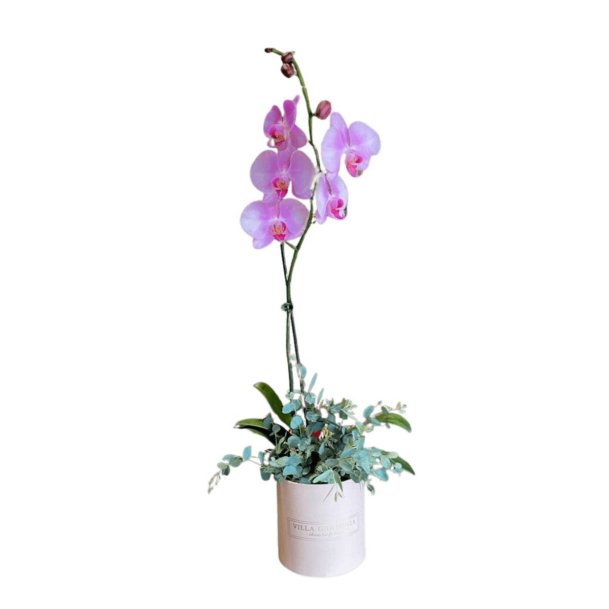 One Orchid